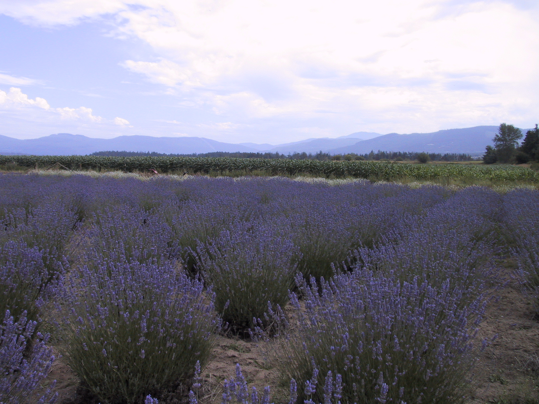 Lavender fields in Sequim during the summer festival