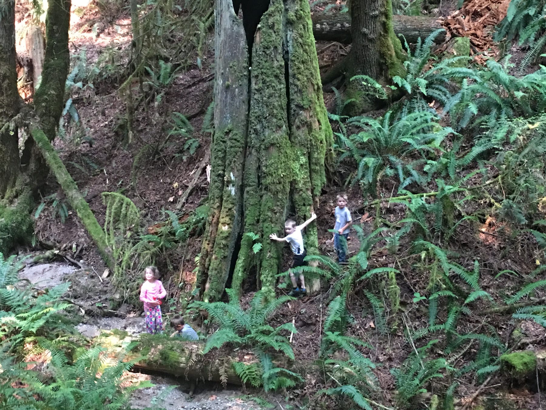 Kids exploring the mossy ravine