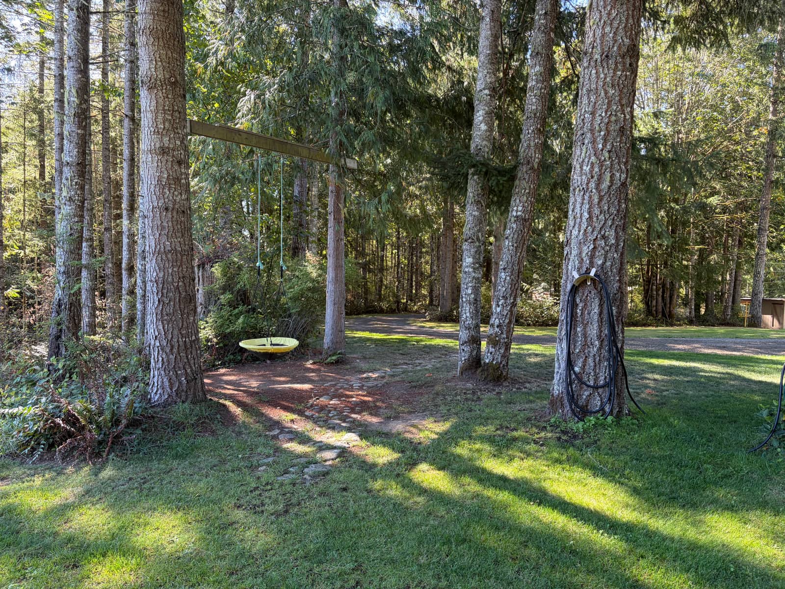 Woods on the Chimacum property